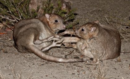 Nest predators: boodies, a type of bettong (above), Image: John Lawson; a brushtail possum (below), Image: Andrew Mercer; a woylie (below left), Image John Lawson; and the painted button quail (below right), Image Greg Miles. Nest predators: boodies, a type of bettong (above), Image: John Lawson; a brushtail possum (below), Image: Andrew Mercer; a woylie (below left), Image John Lawson; and the painted button quail (below right), Image Greg Miles.